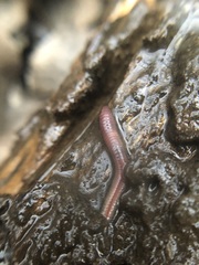 Lumbricus terrestris