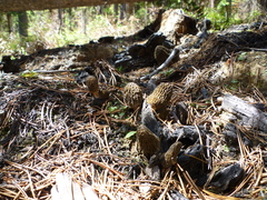 Morchella exuberans