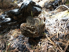 Morchella exuberans