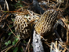 Morchella exuberans
