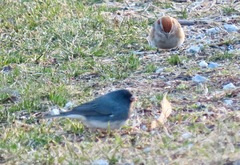 Junco hyemalis