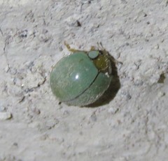 Paraneda viridescens