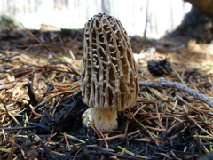 Morchella exuberans