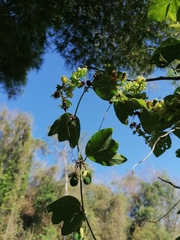 Passiflora porphyretica