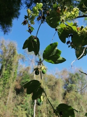 Passiflora porphyretica