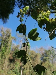Passiflora porphyretica