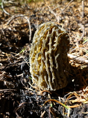 Morchella exuberans