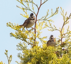 Zonotrichia capensis
