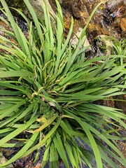 Acorus gramineus