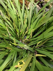 Acorus gramineus