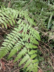 Diplazium esculentum