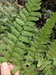 Diplazium esculentum