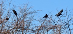 Corvus brachyrhynchos