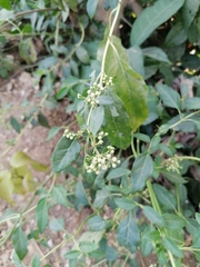 Buddleja sessiliflora