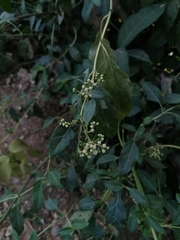 Buddleja sessiliflora