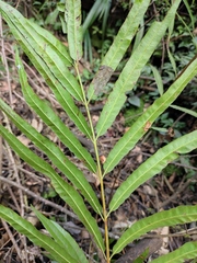 Osmunda vachellii