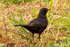 Turdus merula cabrerae