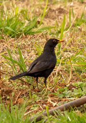 Turdus merula cabrerae