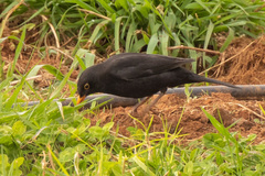 Turdus merula cabrerae
