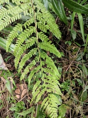 Microlepia strigosa