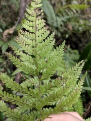 Microlepia strigosa