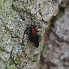 Clitellaria ephippium