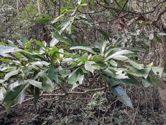 Machilus leptophylla
