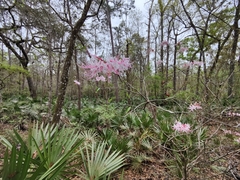Rhododendron canescens image