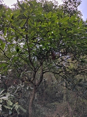 Machilus leptophylla