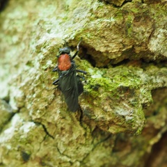 Clitellaria ephippium