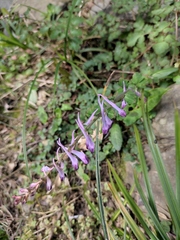 Corydalis sheareri