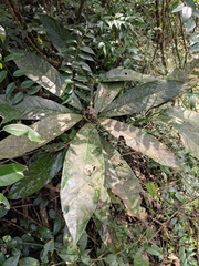 Lindera megaphylla