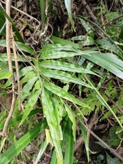 Leptochilus ellipticus