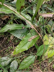 Neocheiropteris ovata
