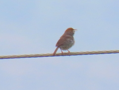 Cisticola fulvicapilla fulvicapilla