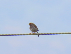 Cisticola fulvicapilla fulvicapilla