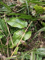 Neocheiropteris ovata