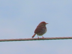 Cisticola fulvicapilla fulvicapilla