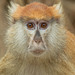 Western Patas Monkey - Photo (c) Paul Cools, some rights reserved (CC BY-NC), uploaded by Paul Cools