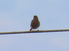 Cisticola fulvicapilla fulvicapilla