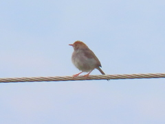 Cisticola fulvicapilla fulvicapilla
