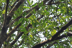 Magnolia odora