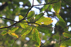 Magnolia odora