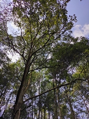 Magnolia odora