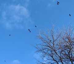 Corvus brachyrhynchos