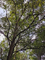 Magnolia odora