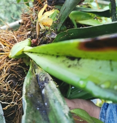Maxillaria rufescens