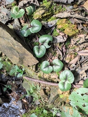 Lysimachia christiniae