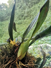Maxillaria rufescens
