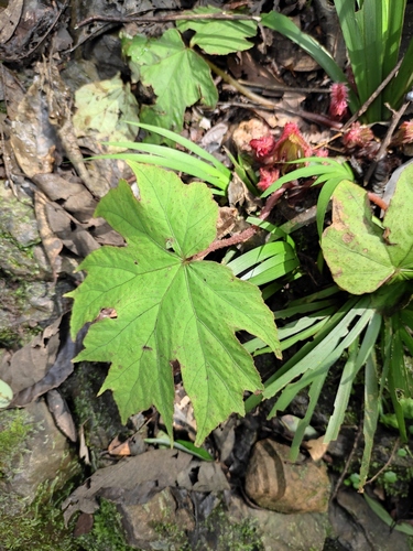 Begonia algaia